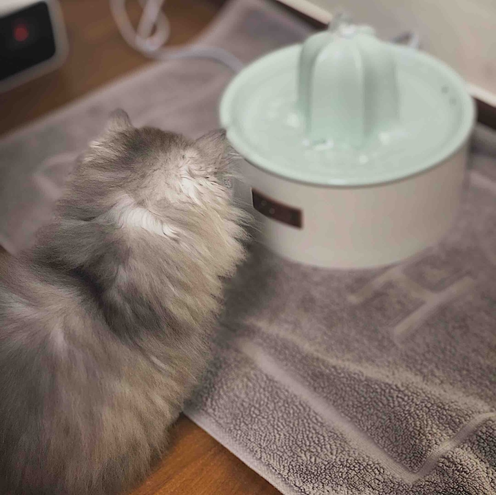 cat