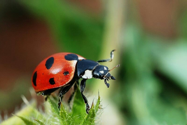 Insect