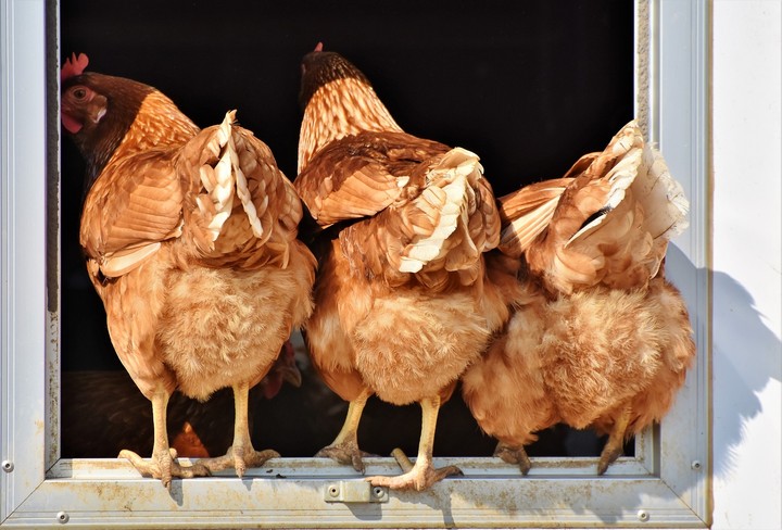 hen