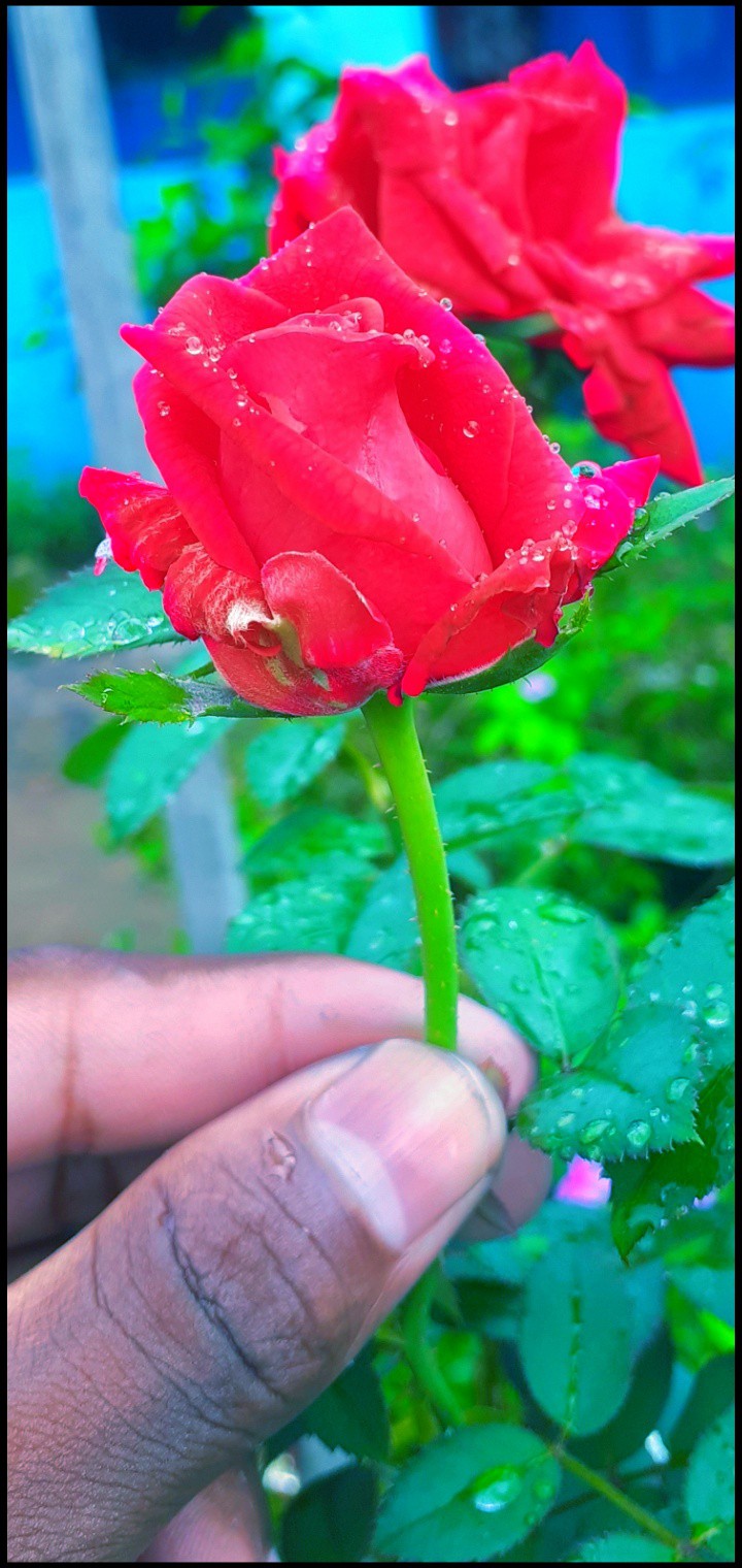 lovely rose
