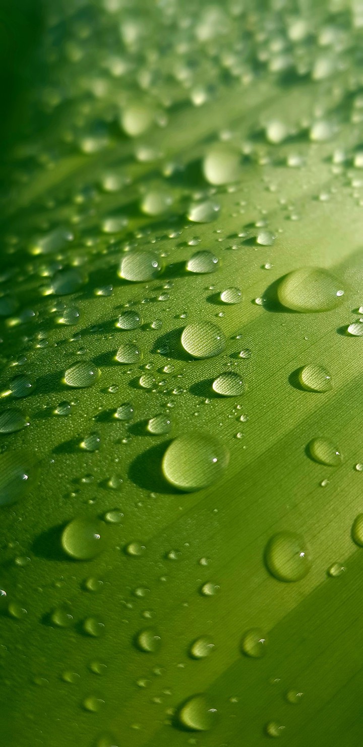 dew drops