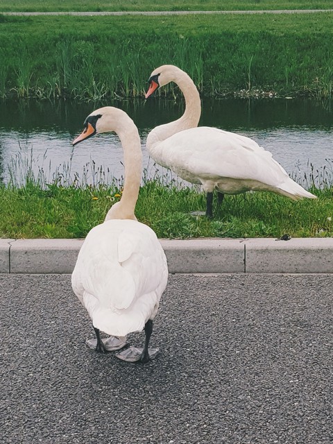 zwaan