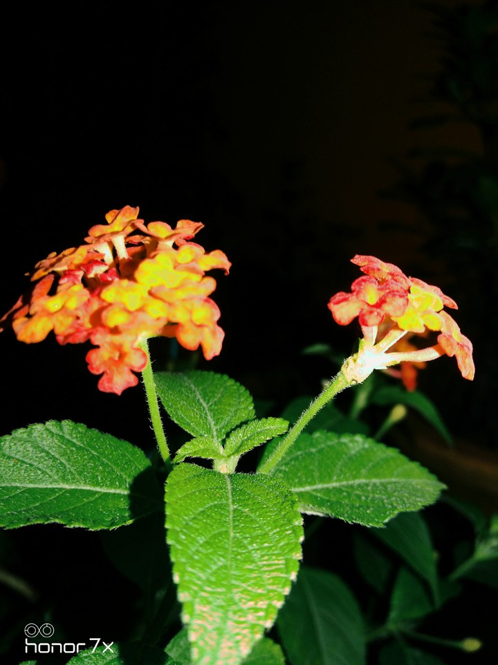 flowers @night