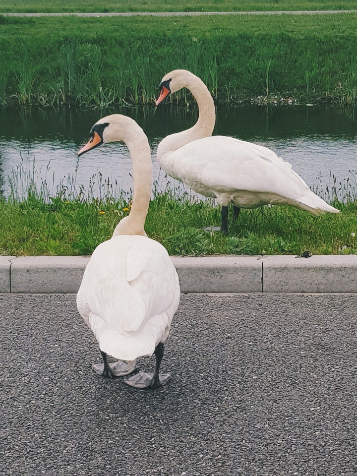 zwaan