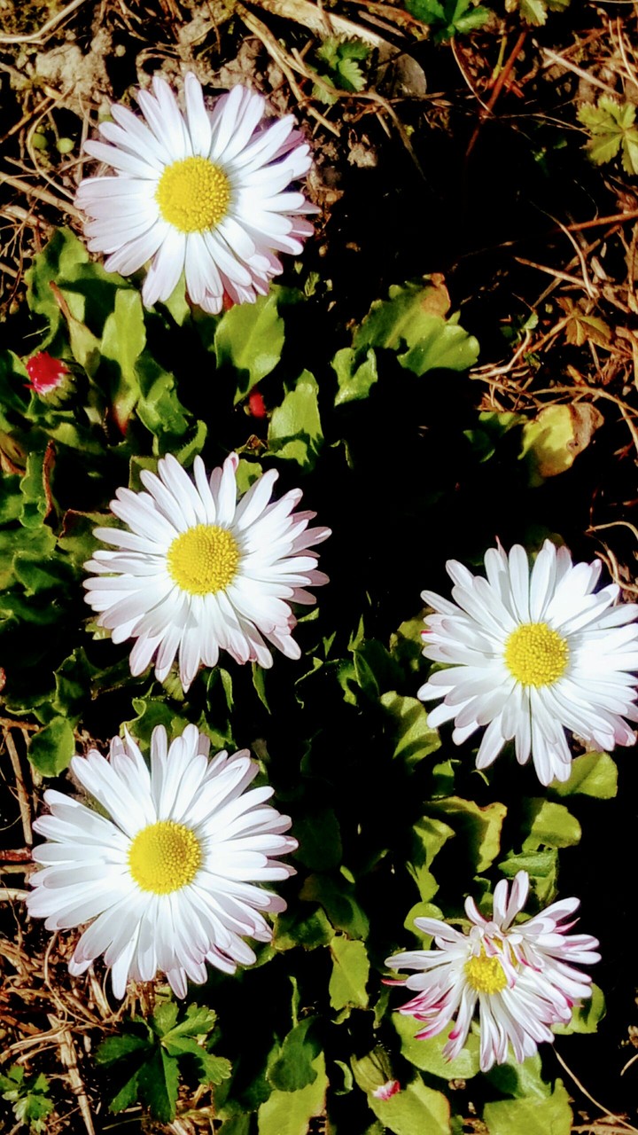 Hi Spring