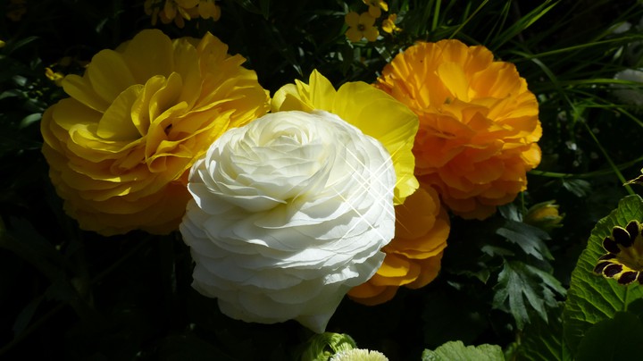 Blühendes Barock Schloss Ludwigsburg