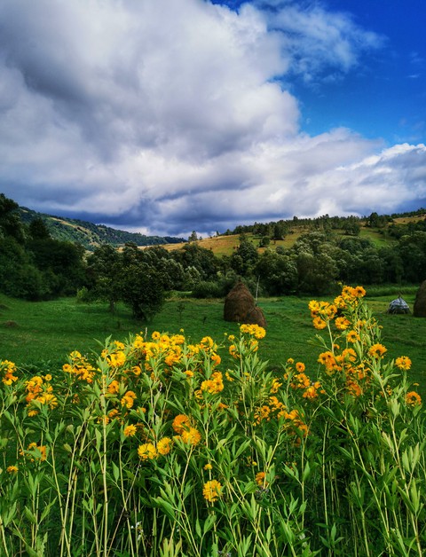 yellow flowers summer