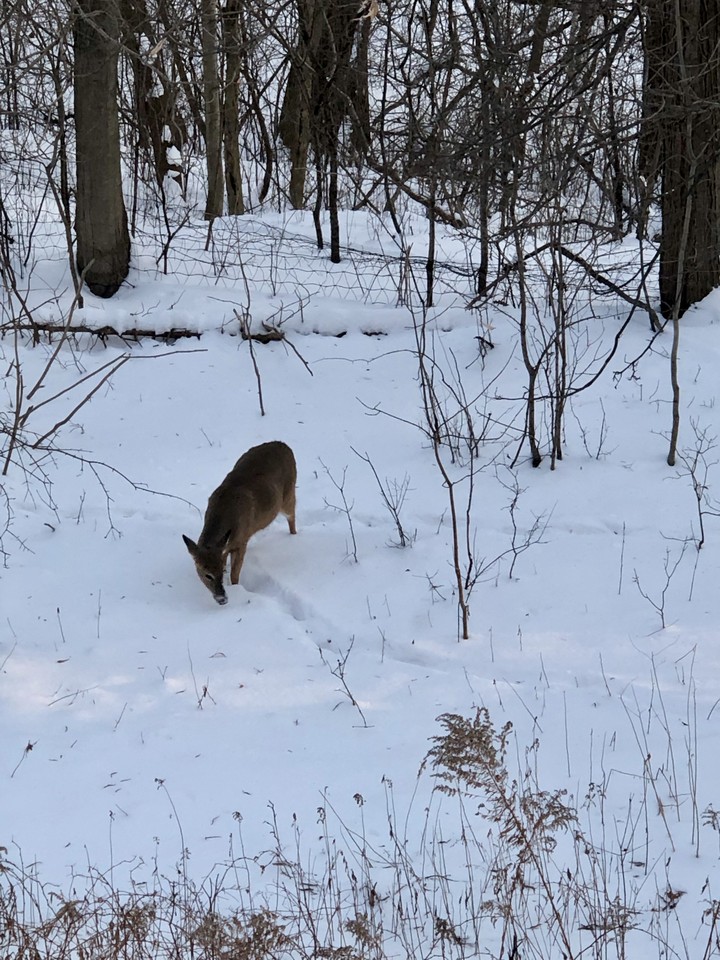 Deer in the snow