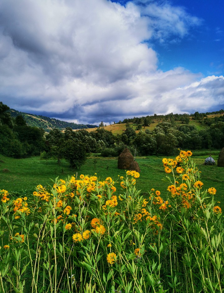 yellow flowers summer
