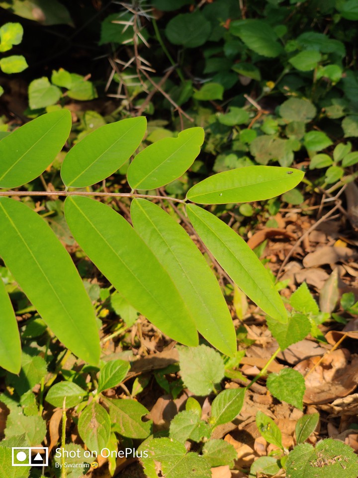leaf ?