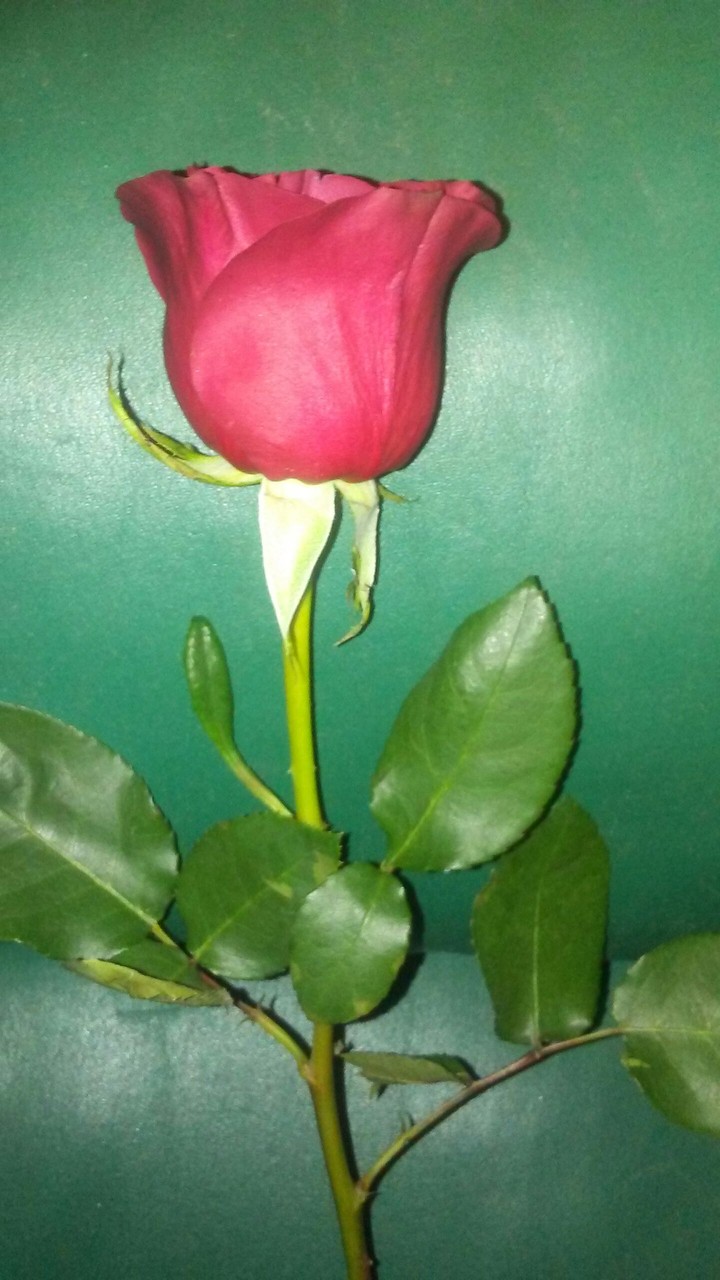 single red rose for you