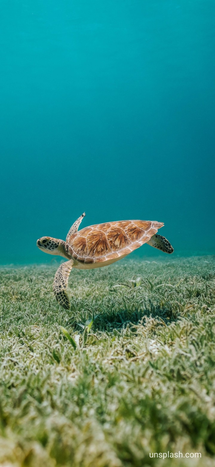 tortoise