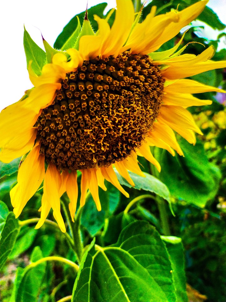 sunny flower