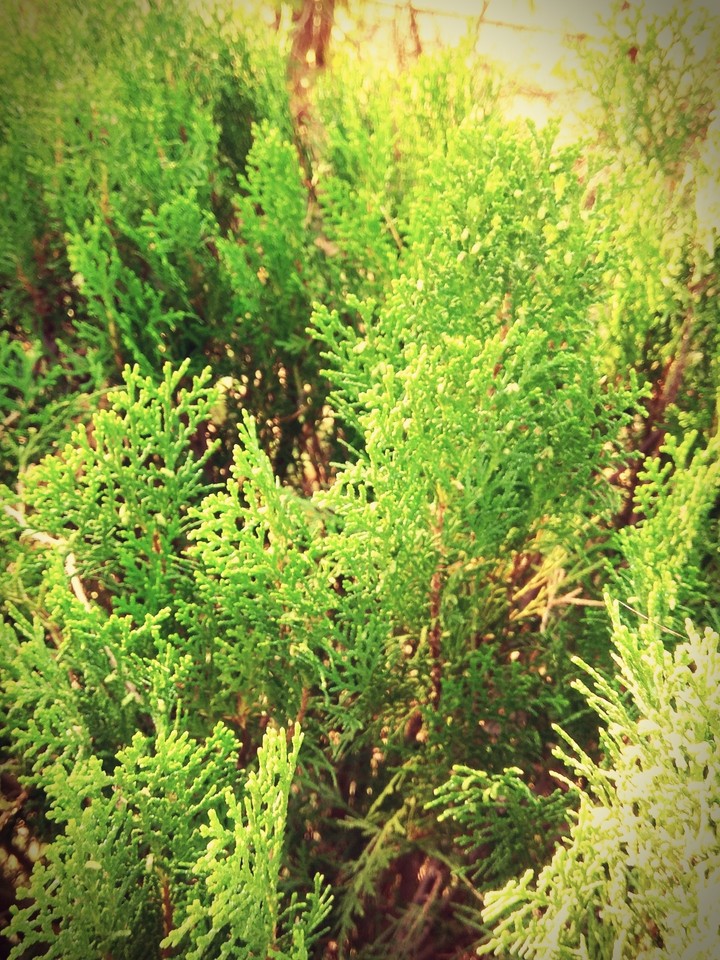 leaves