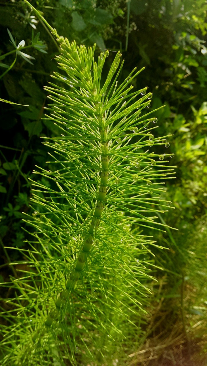 Water drops on needles