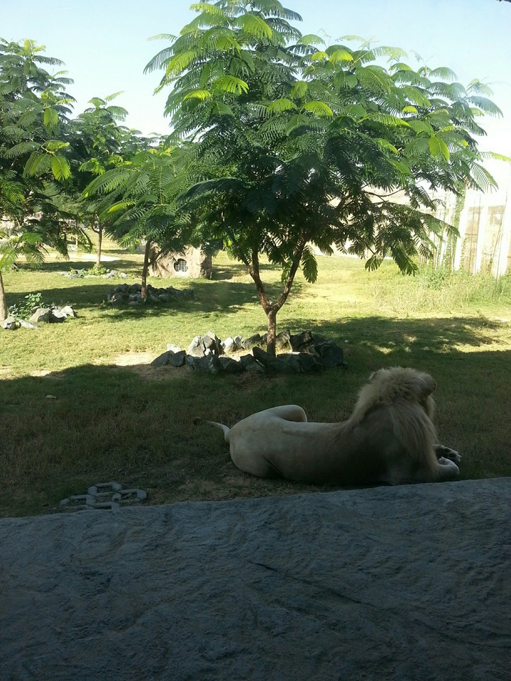 White Lion