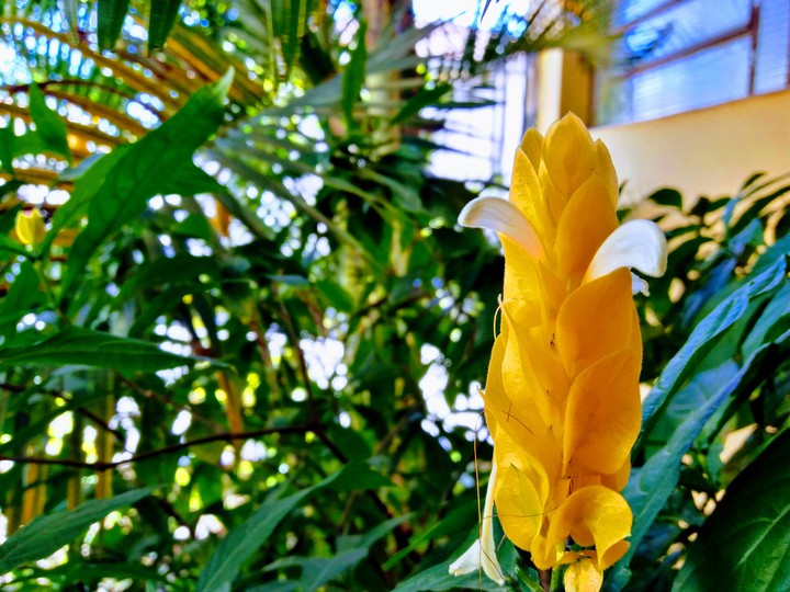 Flor