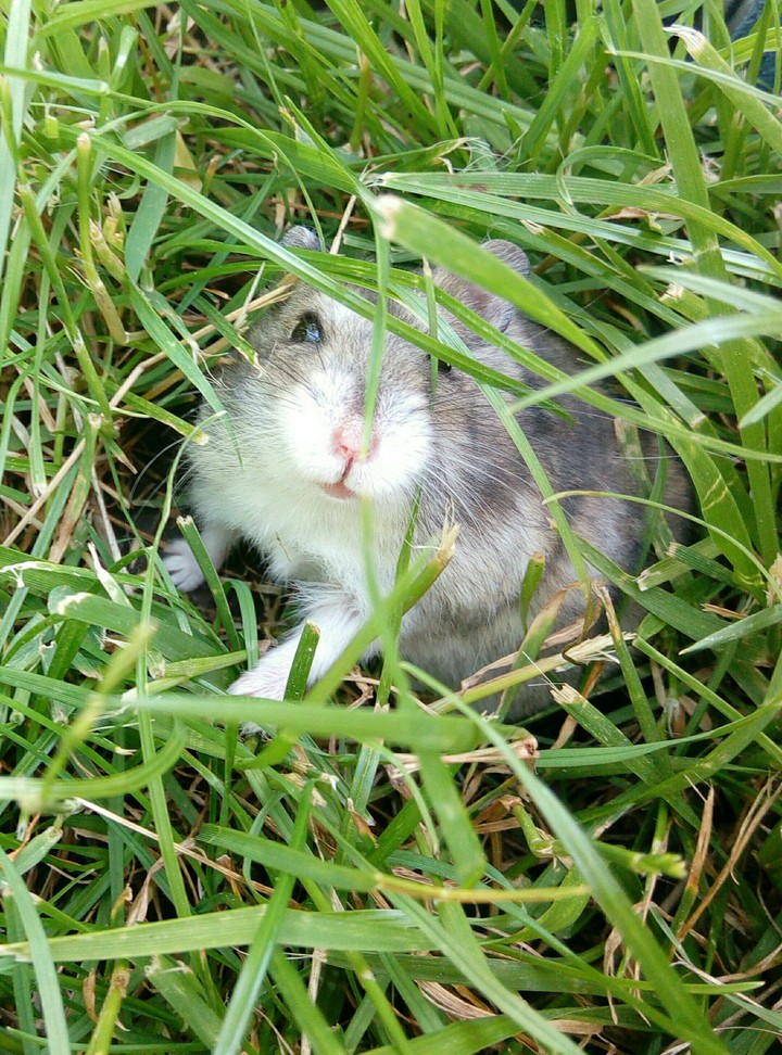 Hamster