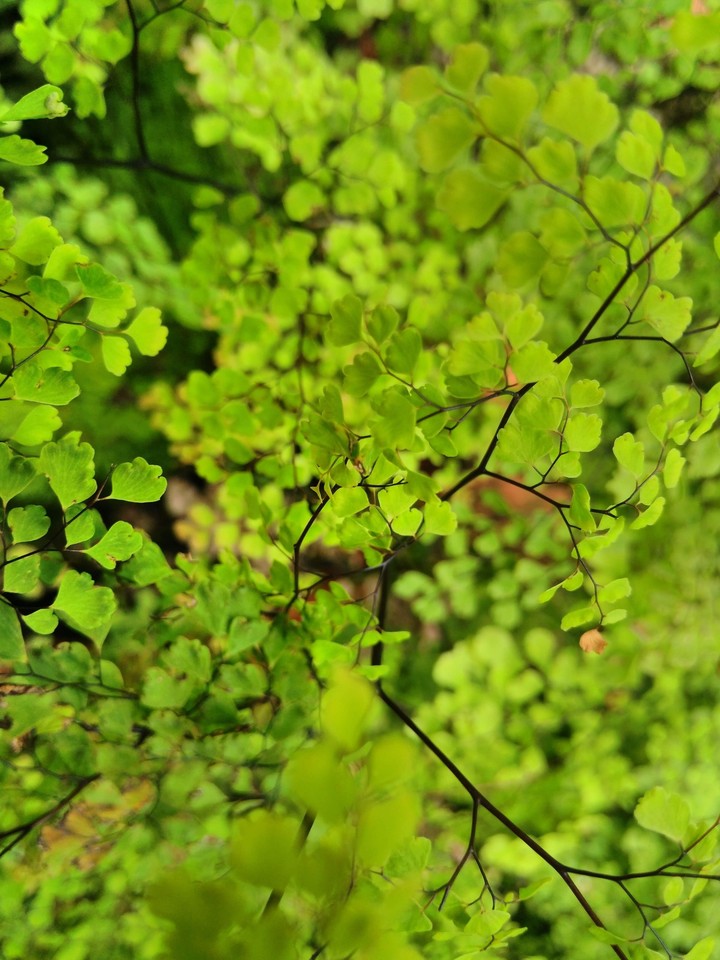 natural