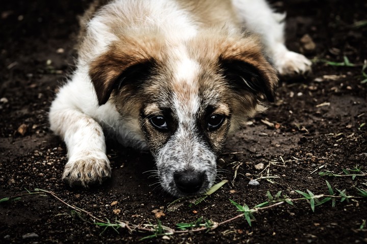 DOGGY