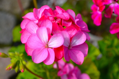 geranium, verbena壁纸