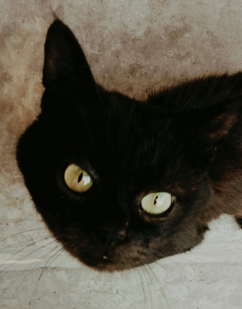 ταπετσαρίες felidae, cat