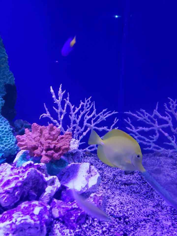 Yellow Fish