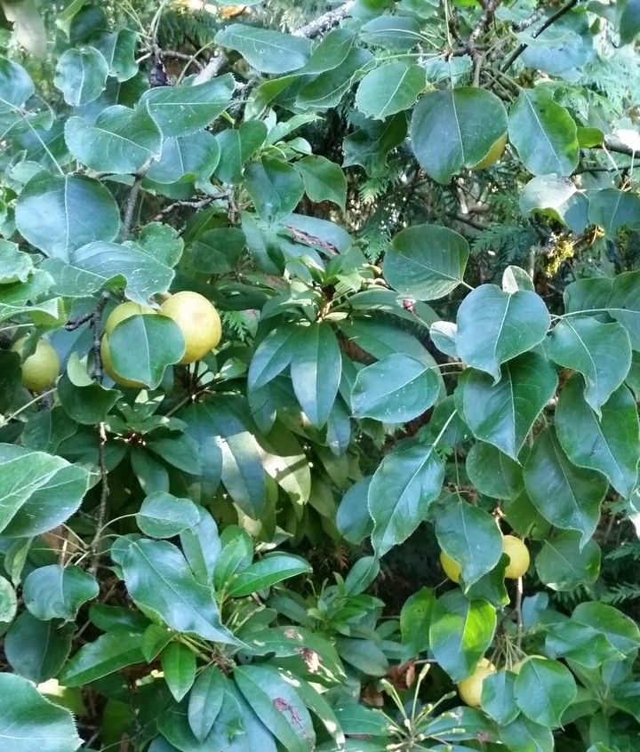 Baby asian pears 2017