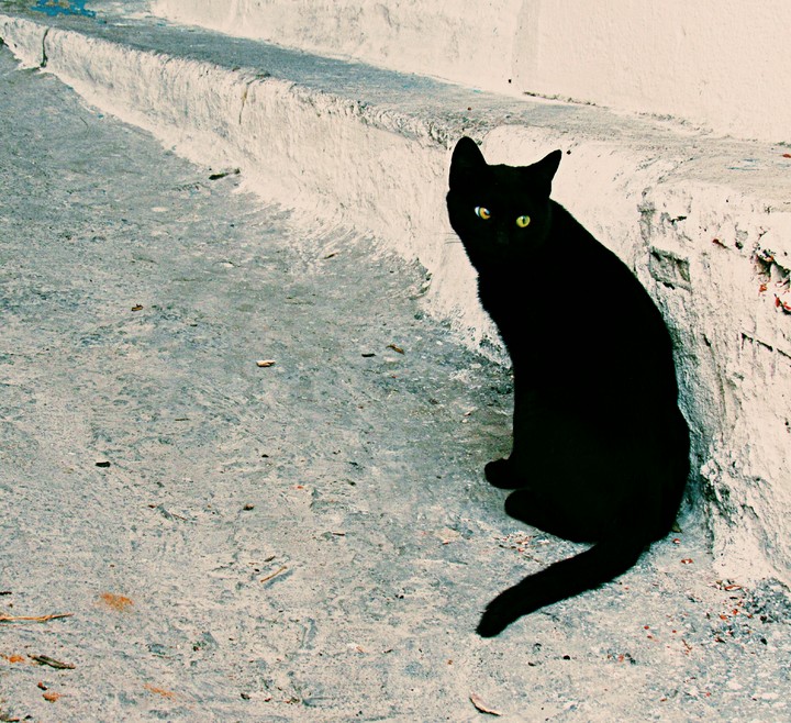 Cat black