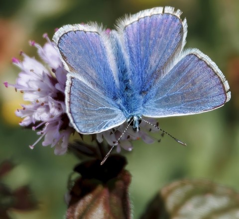 polyommatus, butterfly duvar kağıtları