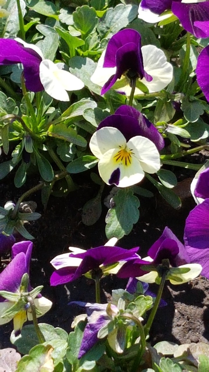 white and purple flower