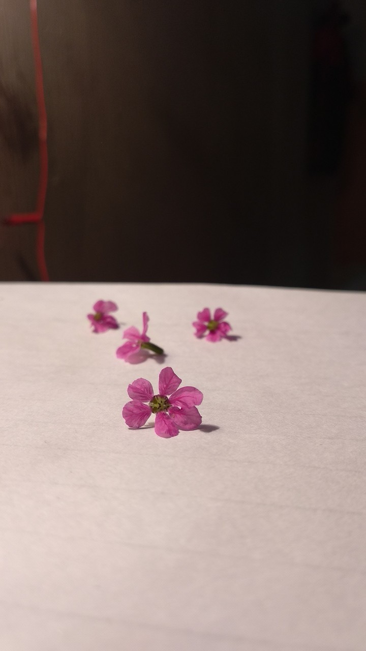 pink flower