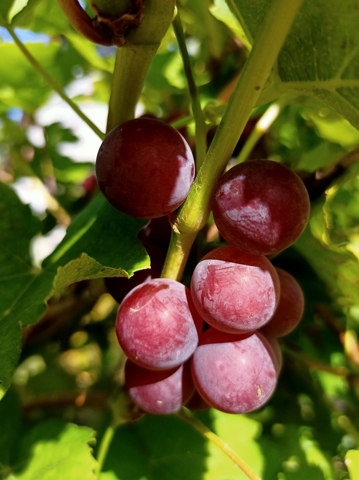 grapes