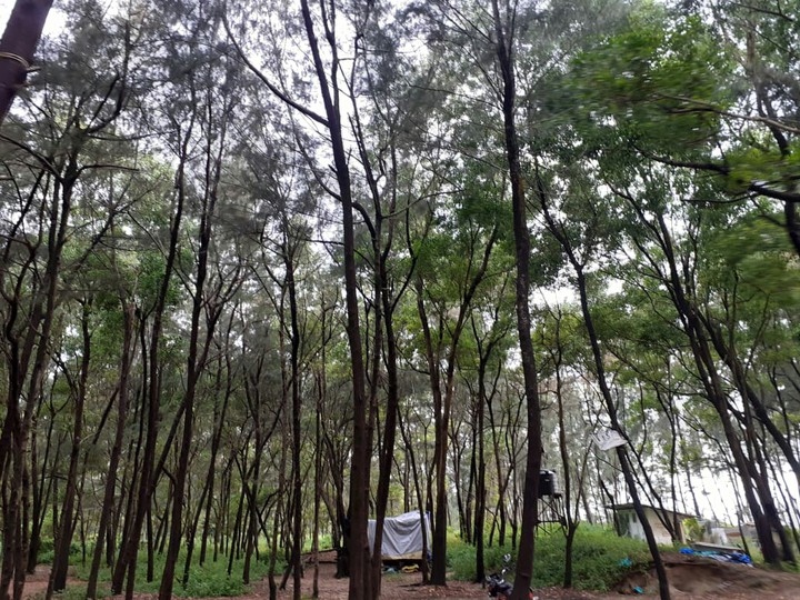 Woods