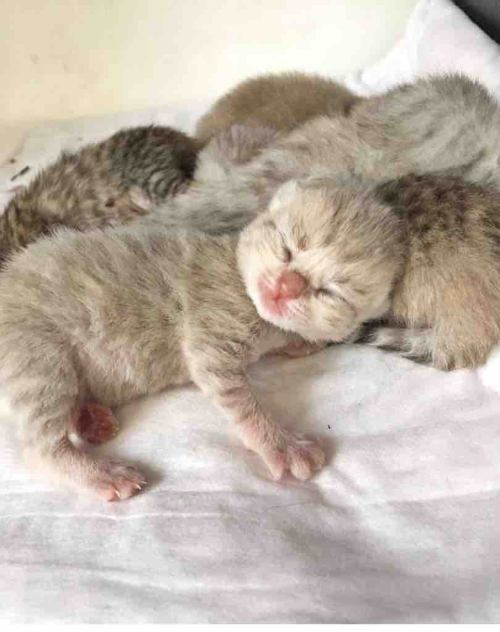 baby cat ‘Sofia’