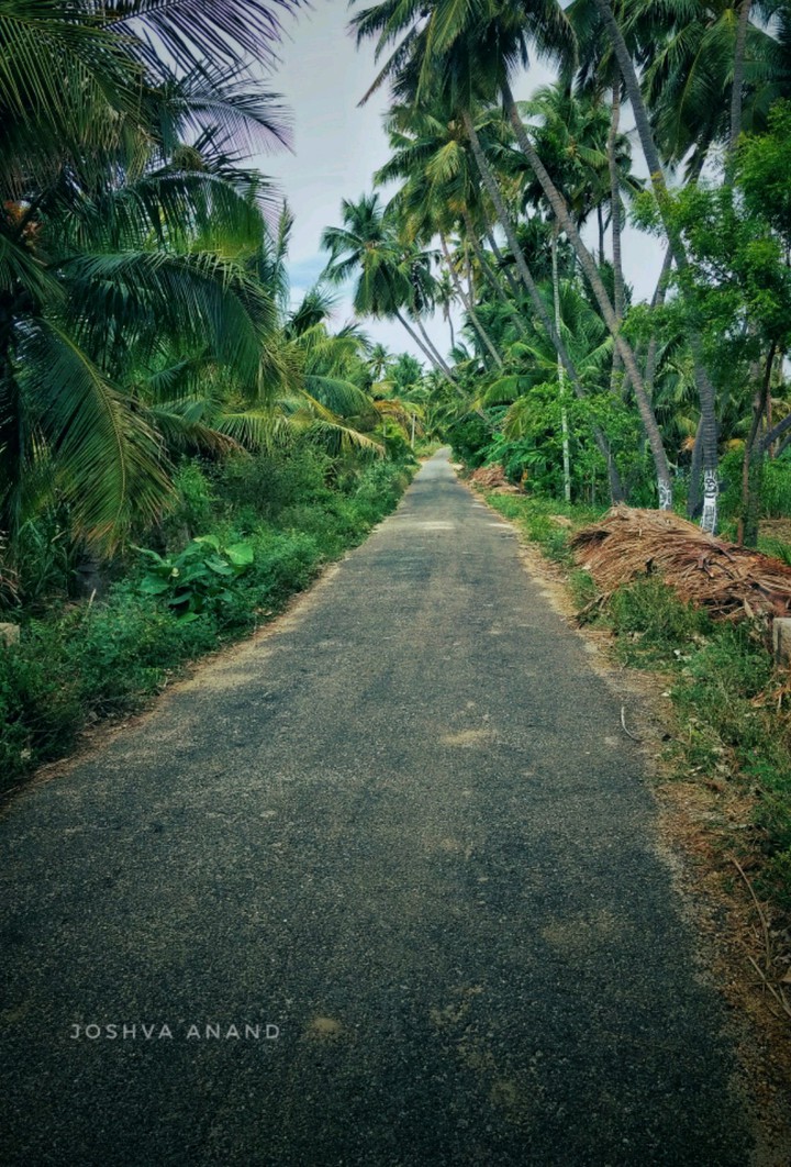 nature road