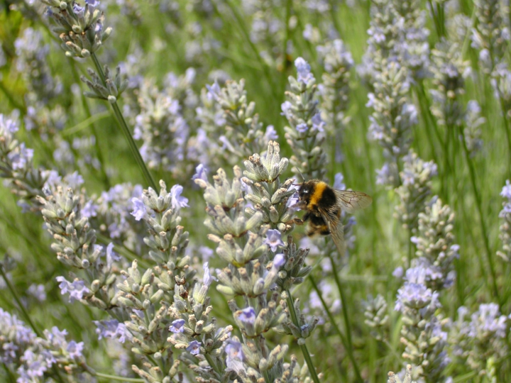 bumble bee