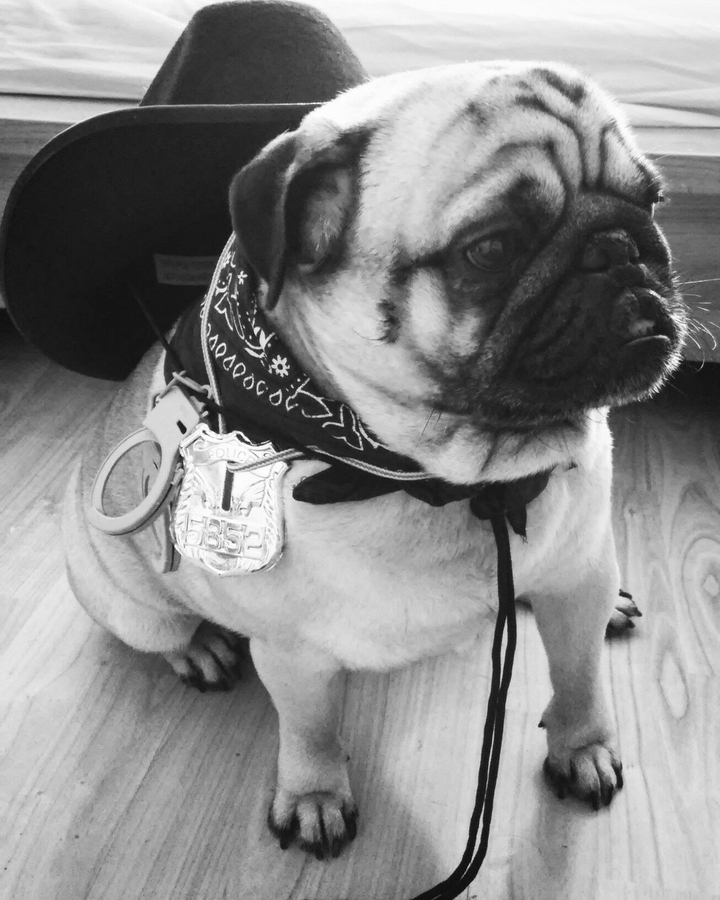 Seriff Pug