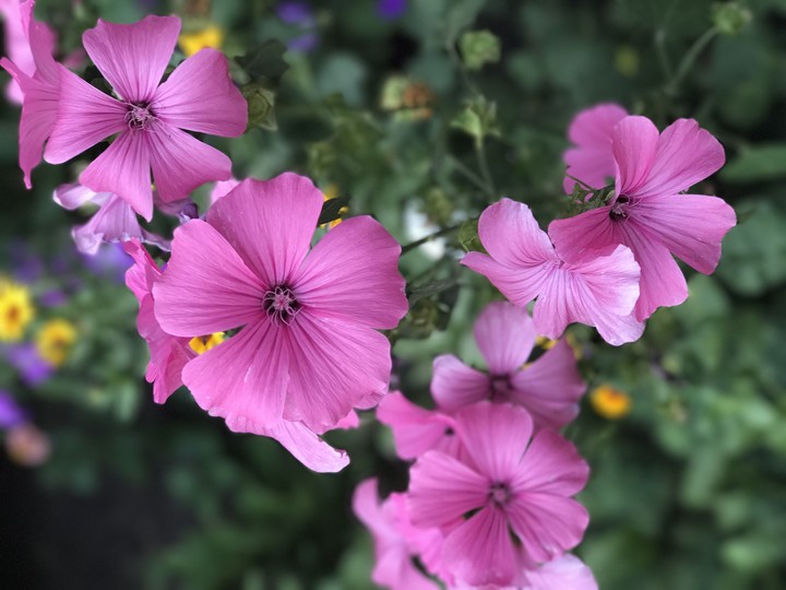 flowers