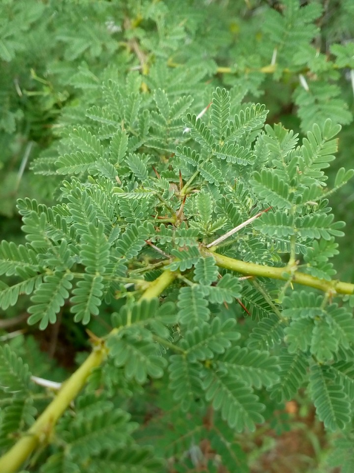 Wild Tree