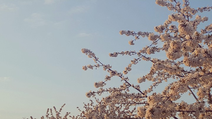 Blossoms
