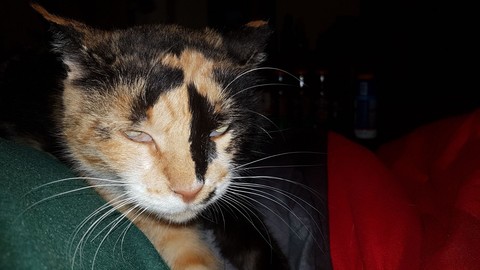 kitty