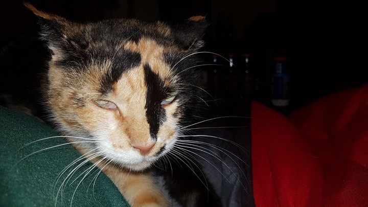 kitty