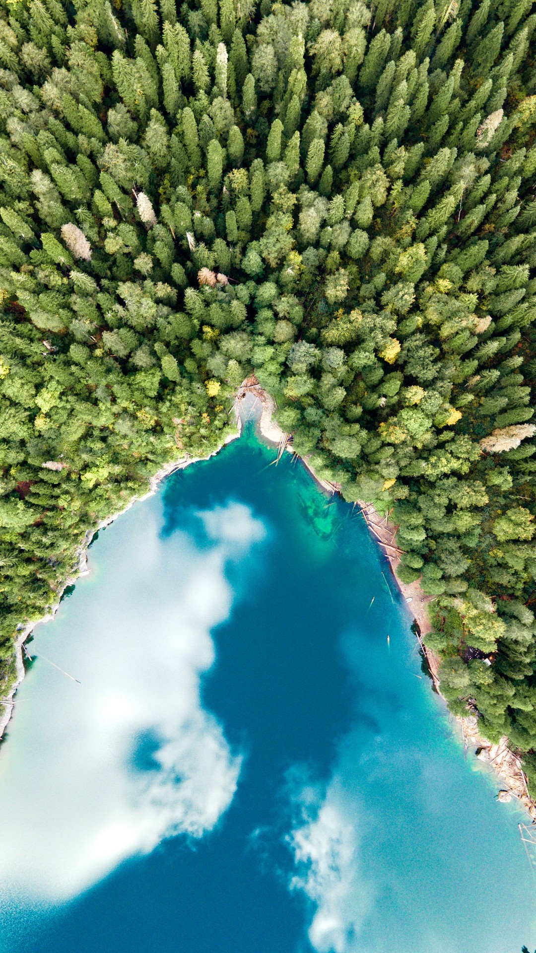 sfondi rainforest, Reservoir