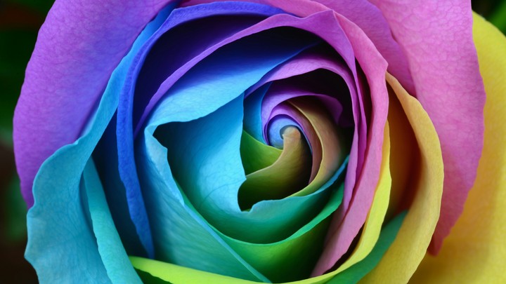 Colorful Rose 4K