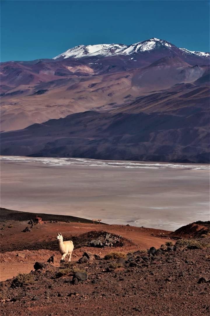 Antofagasta de la Sierra