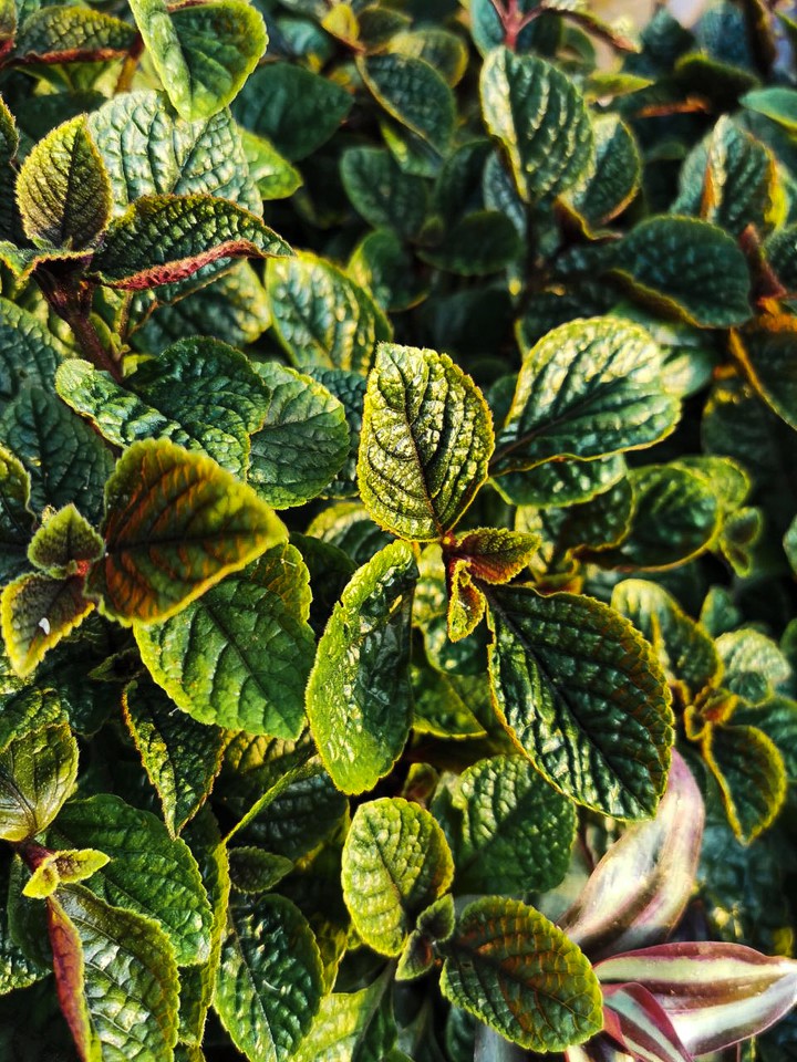 Plant