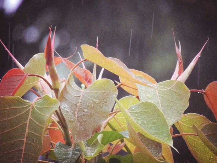 rain droplets