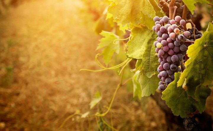 Grape