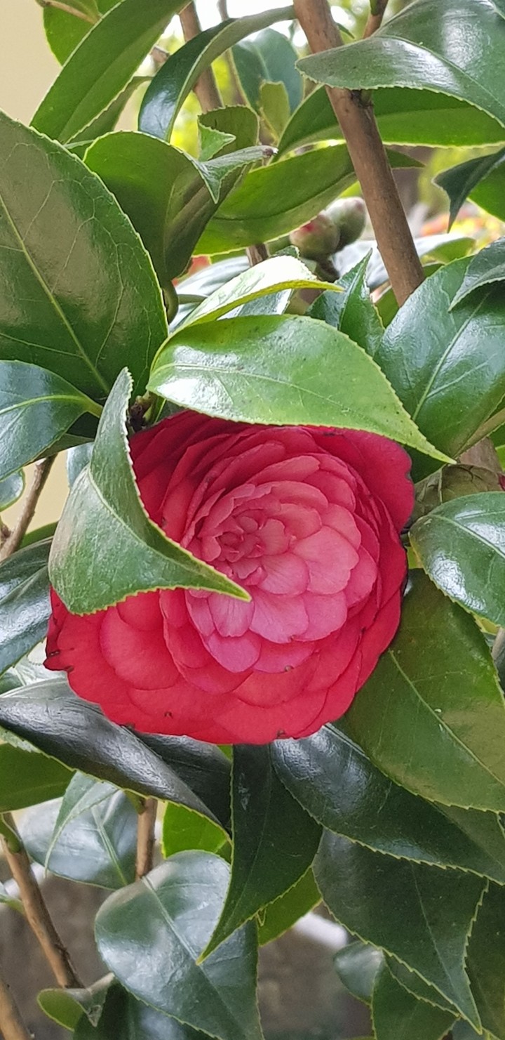 Hoa đẹp